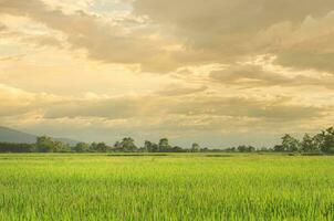 Landscape of green crops and field. Rice field with sunset and farmland in Thailand. photo