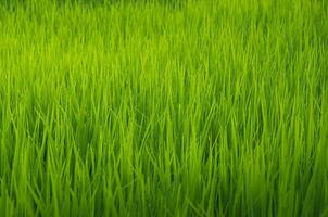 Landscape of green crops and field. Rice field with sunset and farmland in Thailand. photo