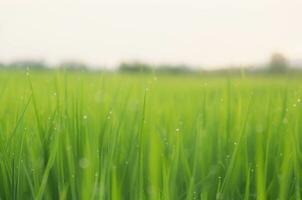 Landscape of green crops and field. Rice field with sunset and farmland in Thailand. photo