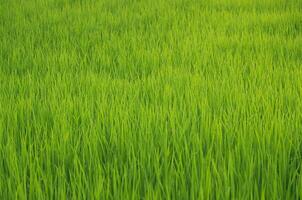 Landscape of green crops and field. Rice field with sunset and farmland in Thailand. photo