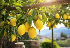 Lemons growing in a sunny garden on Amalfi coast in Italy. AI Generated photo