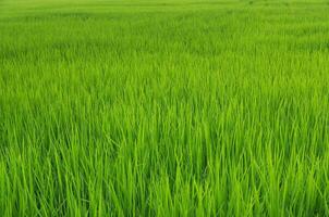 Landscape of green crops and field. Rice field with sunset and farmland in Thailand. photo