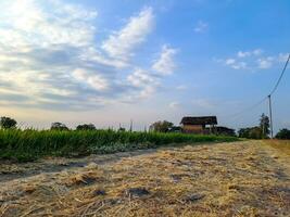 capturar el sereno belleza de tarde arroz campos en esta cautivador foto. un tranquilo escapar dentro de la naturaleza abrazo foto