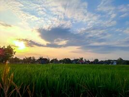 Capture the serene beauty of afternoon rice fields in this captivating photo. A tranquil escape into nature's embrace photo