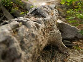 Discover the captivating world of unique banyan tree roots, nature's artistic masterpieces that showcase the beauty of resilience and adaptability photo