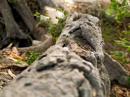 Discover the captivating world of unique banyan tree roots, nature's artistic masterpieces that showcase the beauty of resilience and adaptability photo