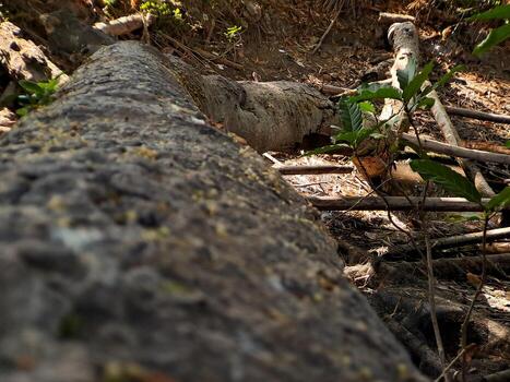 Discover the captivating world of unique banyan tree roots, nature's artistic masterpieces that showcase the beauty of resilience and adaptability photo