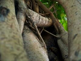 Discover the captivating world of unique banyan tree roots, nature's artistic masterpieces that showcase the beauty of resilience and adaptability photo