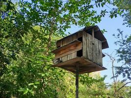 Discover the charm of a pigeon house nestled high in the branches. Explore the coexistence of nature and architecture in this unique dwelling photo