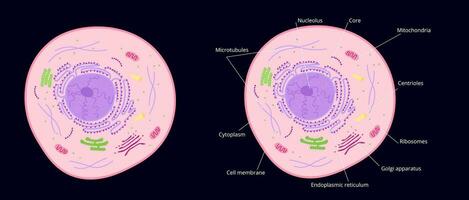 microscópico estructura de celúla. citoplasma con elementos de golgi aparato y ribosomas acumulación de mitocondrias y citoplasma en vector endoplásmico retículo.