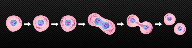 Process of division of organic cell. Stages of mitosis formation with metaphase and prophase separation in anaphase and reproduction in telophase and vector interphase.