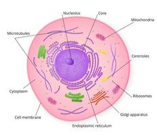 Structure of cell with signed particles. Colorful structure with microscopic elements of golgi apparatus and ribosomes accumulation of mitochondria and cytoplasm in vector endoplasmic reticulum.