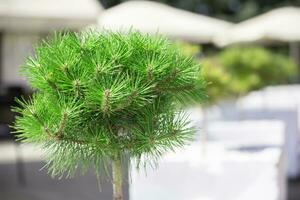 Decorative green spruce close-up. The coniferous tree is small. photo