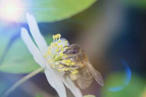 Floral natural background. A bee sits on a white honey flower. photo