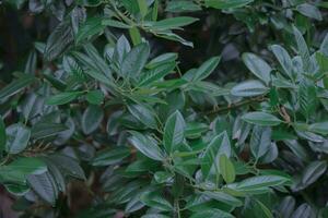 Natural background.Green leaves of a plant close-up. photo