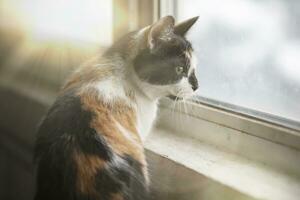 un Doméstico tricolor gato, iluminado por el amarillo rayos de el sol, mira fuera de el ventana con curiosidad. foto