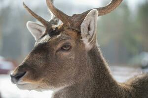 The muzzle of a deer with antlers behind the netting of an aviary close-up. Feed the deer. photo