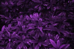 Texture of creative purple leaves. Ecological plant background. photo