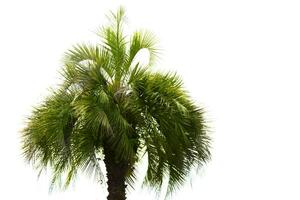 Tropical natural background. The top of a palm tree on a white background. photo