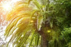 tropical palma árbol hojas en luz de sol. exótico planta antecedentes. foto