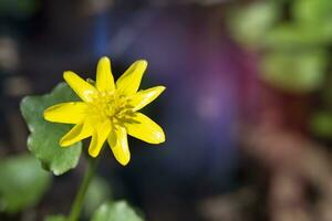 Floral natural background. Delicate yellow flower illuminated by the rays of the sun. photo