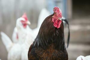 Luxurious black rooster walks with white hens on the farm. photo