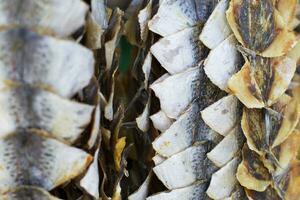 Dried hanging fish. Taranka. Fish Market photo