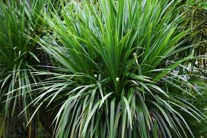 Natural green background. Green leaves of lemongrass. photo