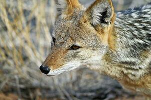 Portrait of a black-backed jackal in Kgalagadi photo