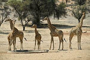 Herd of giraffes at a waterhole in Kgalagadi Transfrontier Park Kalahari South Africa Botswana family photo