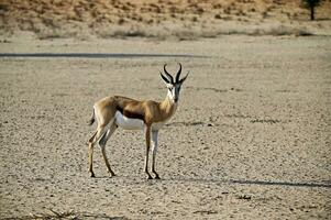 Male springbok antelope in the wild of Kgalagadi photo