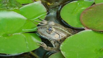 Frog in the pond peeks out from under a lily pad photo