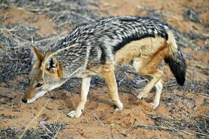black backed jackal in the wild photo