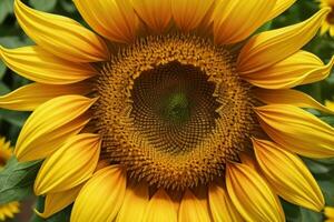 girasol. antecedentes. ai generativo Pro foto