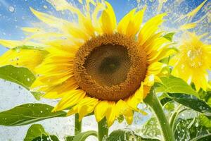 Sunflower. background. AI Generative Pro Photo