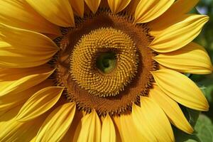 Sunflower. background. AI Generative Pro Photo