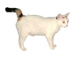 Domestic cat walks on a white and isolated background photo