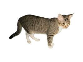 Domestic cat walks on a white and isolated background photo