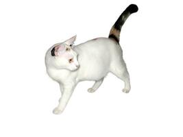 Domestic cat walks on a white and isolated background photo