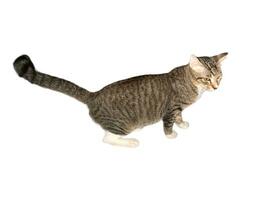 Domestic cat walks on a white and isolated background photo