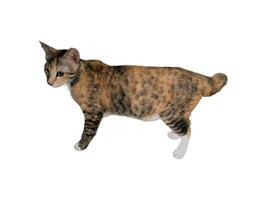 Domestic cat walks on a white and isolated background photo