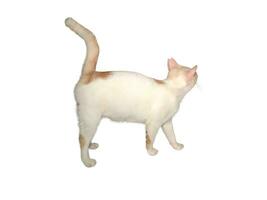Domestic cat walks on a white and isolated background photo