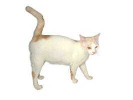 Domestic cat walks on a white and isolated background photo