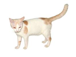 Domestic cat walks on a white and isolated background photo