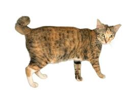 Domestic cat walks on a white and isolated background photo
