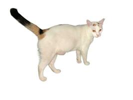 Domestic cat walks on a white and isolated background photo