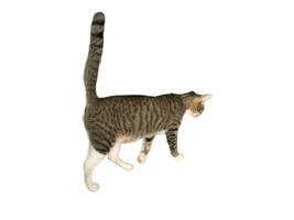 Domestic cat walks on a white and isolated background photo