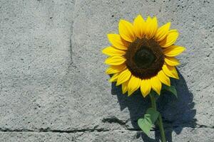 Sunflower. background. AI Generative Pro Photo