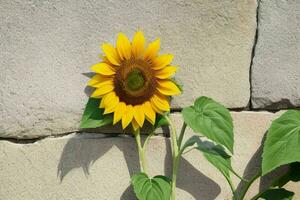 girasol. antecedentes. ai generativo Pro foto