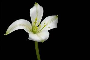 lily flower. background. AI Generative Pro Photo